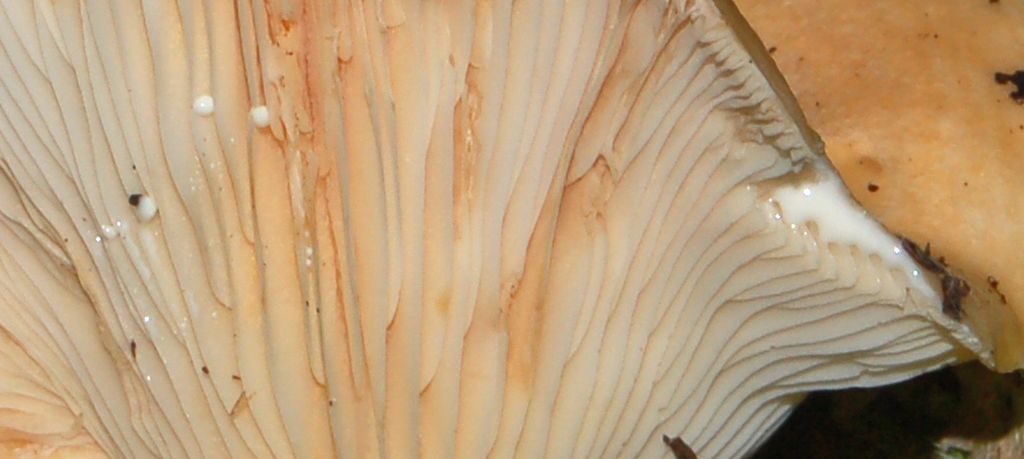 Dei funghi con vista a mare (Lactarius sp.)